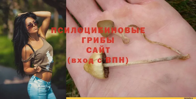 Псилоцибиновые грибы мицелий Алапаевск